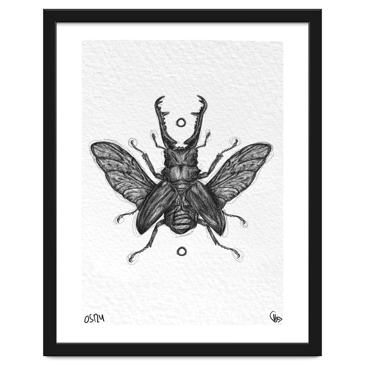 Giraffen Hirschkäfer