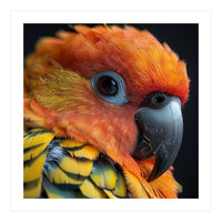 Close Up Of A Sun Conure Parrot's Head (Print Only)