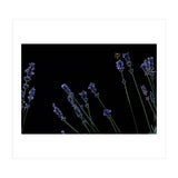Honeybee and lavender (Print Only) thumbnail