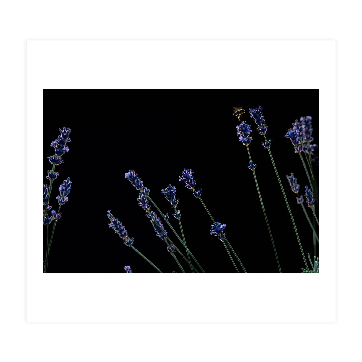 Honeybee and lavender (Print Only)