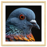 Close Up Of A Pigeon Bird thumbnail