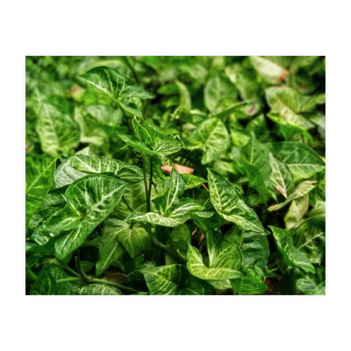 Green Arrow Head Plant Leaves (Print Only)