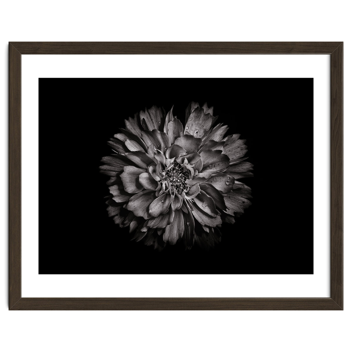Backyard Flowers In Black And White No 79