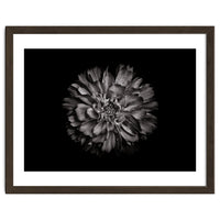 Backyard Flowers In Black And White No 79