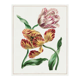 John Edwards – Various Tulips (1791) (Print Only) thumbnail