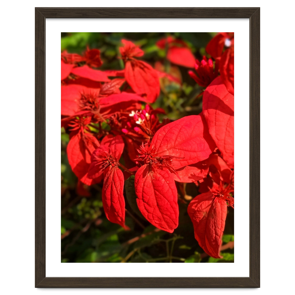 Red Quisqualls Plant Flowers