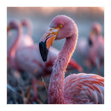 Close Up Of A Pink Flamingo Bird In Natural Light (Print Only) thumbnail