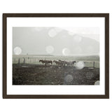 Horses under the sun shower - Iceland thumbnail