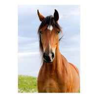 Brown Horse (Print Only)