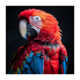 Scarlet Macaw Parrot Detailed Feather Close Up Portrait (Print Only) thumbnail