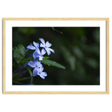 BLOSSOM. thumbnail