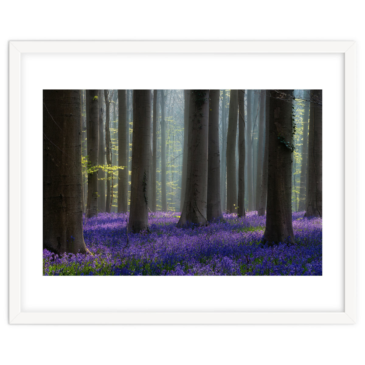 Bluebell forest