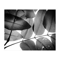 Branches and Leaves, 2016, 3 (Print Only)