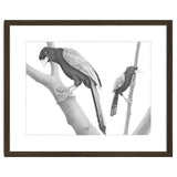 Yucatan Jays thumbnail