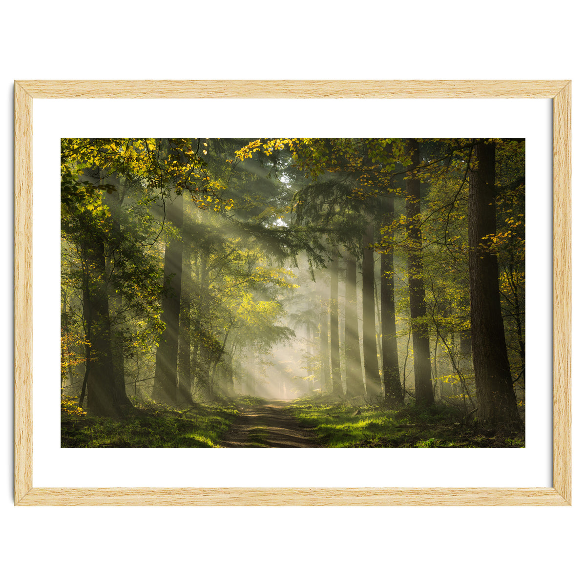 Sunrays in a Dutch forest