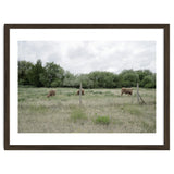 Cows in the farm thumbnail