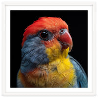 Close Up Colorful Parrot Portrait Vivid Plumage