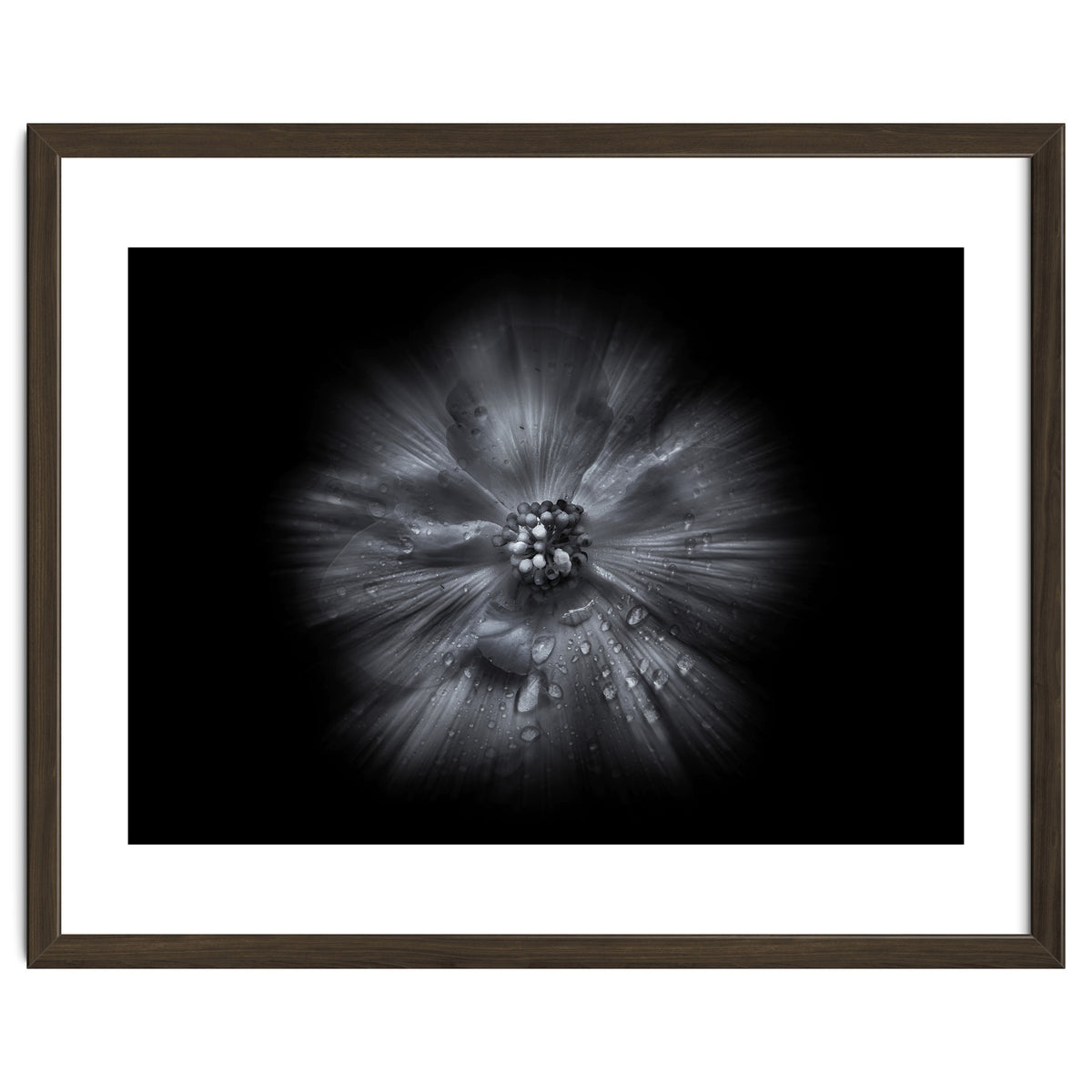 Backyard Flowers In Black And White No 66 Flow Version