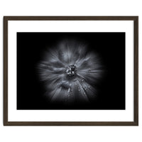 Backyard Flowers In Black And White No 66 Flow Version