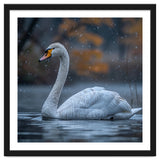 Swan Floating Gracefully On Water In Autumn thumbnail