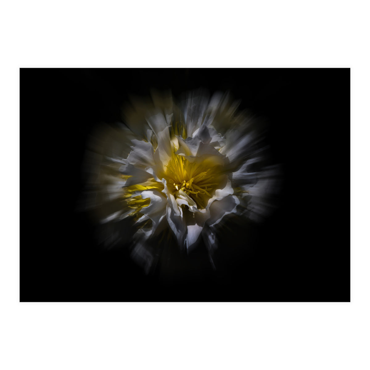 Backyard Flowers No 25 Color Flow Version (Print Only)