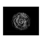 Backyard Flowers In Black And White No 72 with Border (Print Only) thumbnail