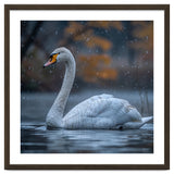 Swan Floating Gracefully On Water In Autumn thumbnail