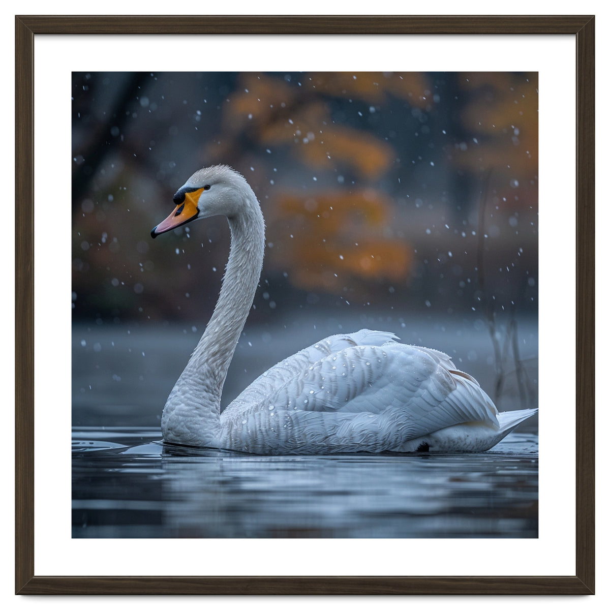 Swan Floating Gracefully On Water In Autumn