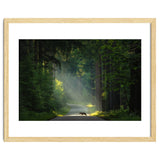 Wolf in the Netherlands thumbnail