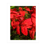 Red Quisqualls Plant Flowers (Print Only) thumbnail