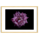 Backyard Flowers No 111 Color Version thumbnail
