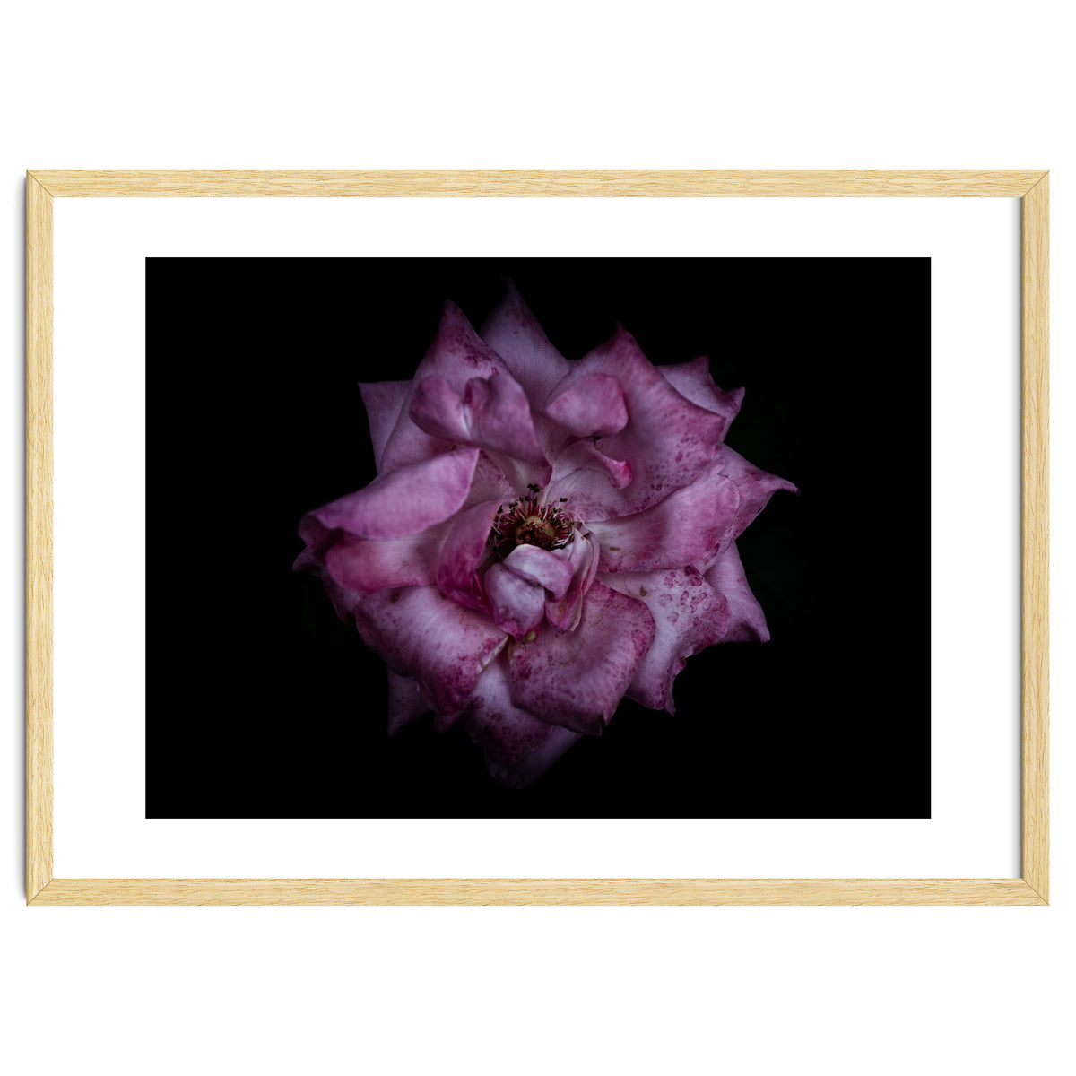 Backyard Flowers No 111 Color Version