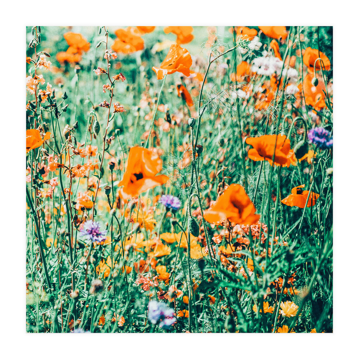 Eva | Nature Floral Meadow Garden | Photography Botanical Spring Bohemian Flowers (Print Only)