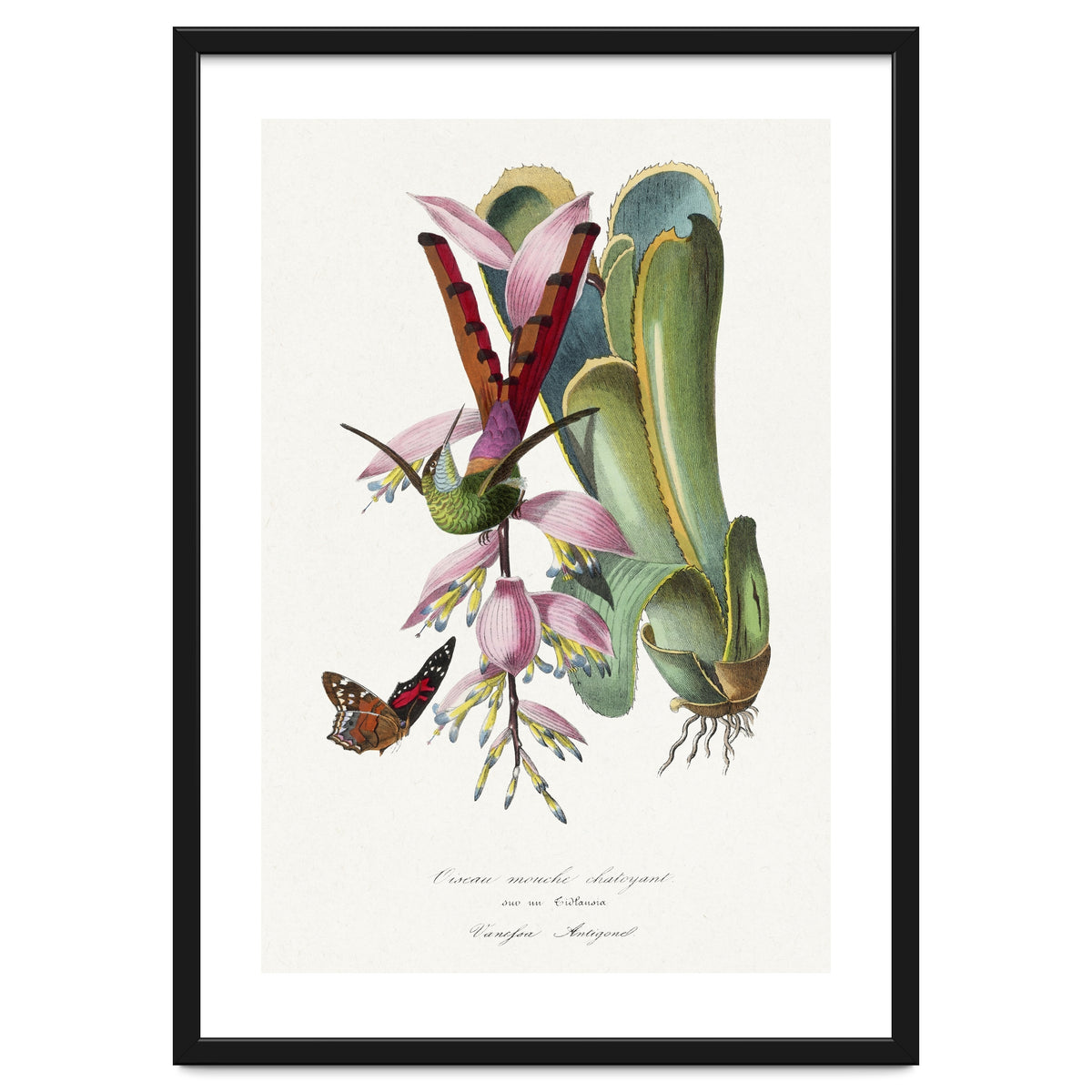 Paul Gervais – Hummingbird Painting (1842)