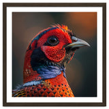 Close Up Pheasant Bird thumbnail