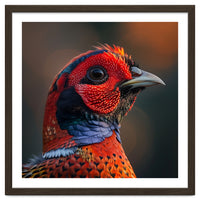 Close Up Pheasant Bird