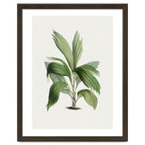 Areca Palm (Hand Drawn Botanical Illustration) thumbnail