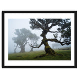 Forest queen thumbnail