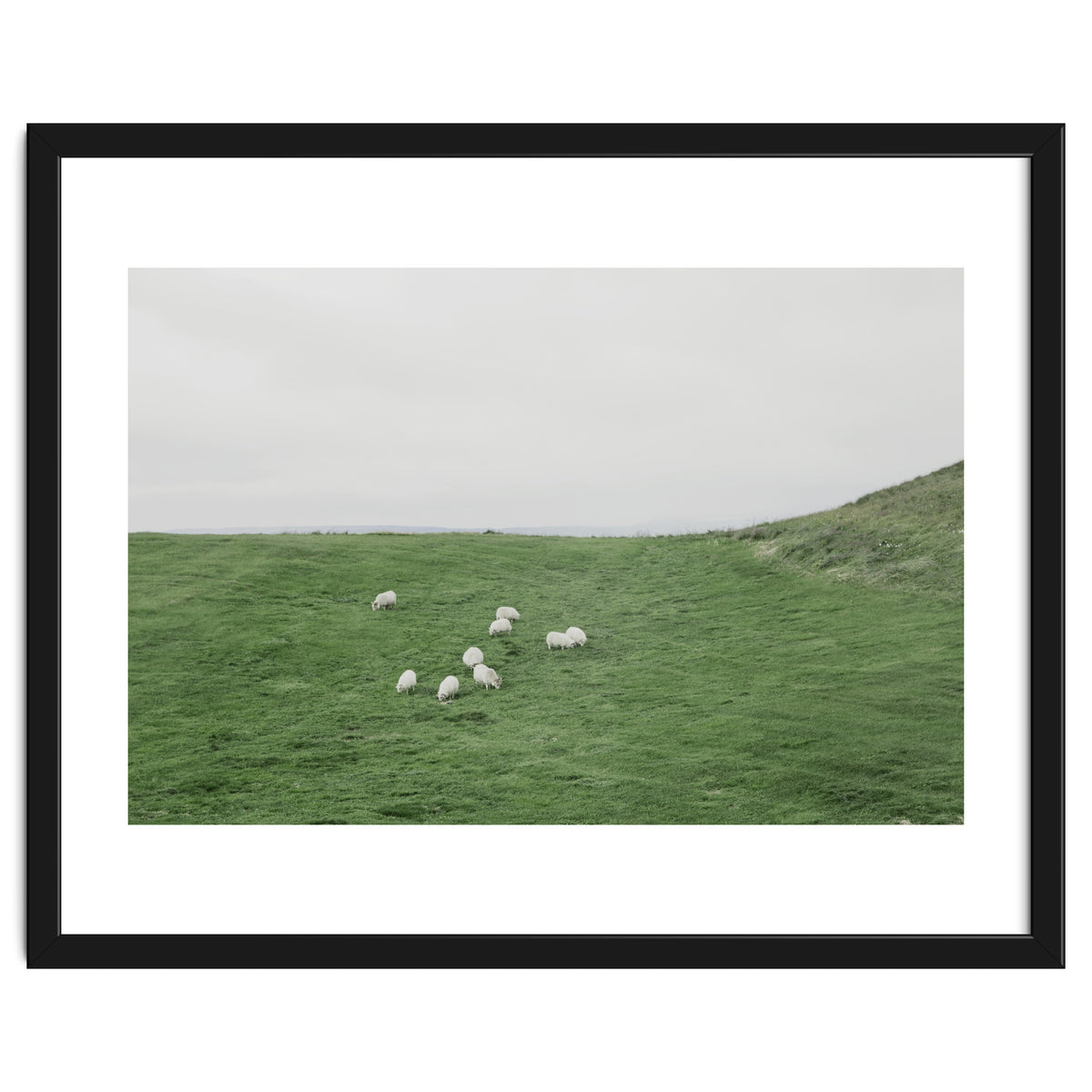 A flock of Sheep in the Green Hill - Iceland