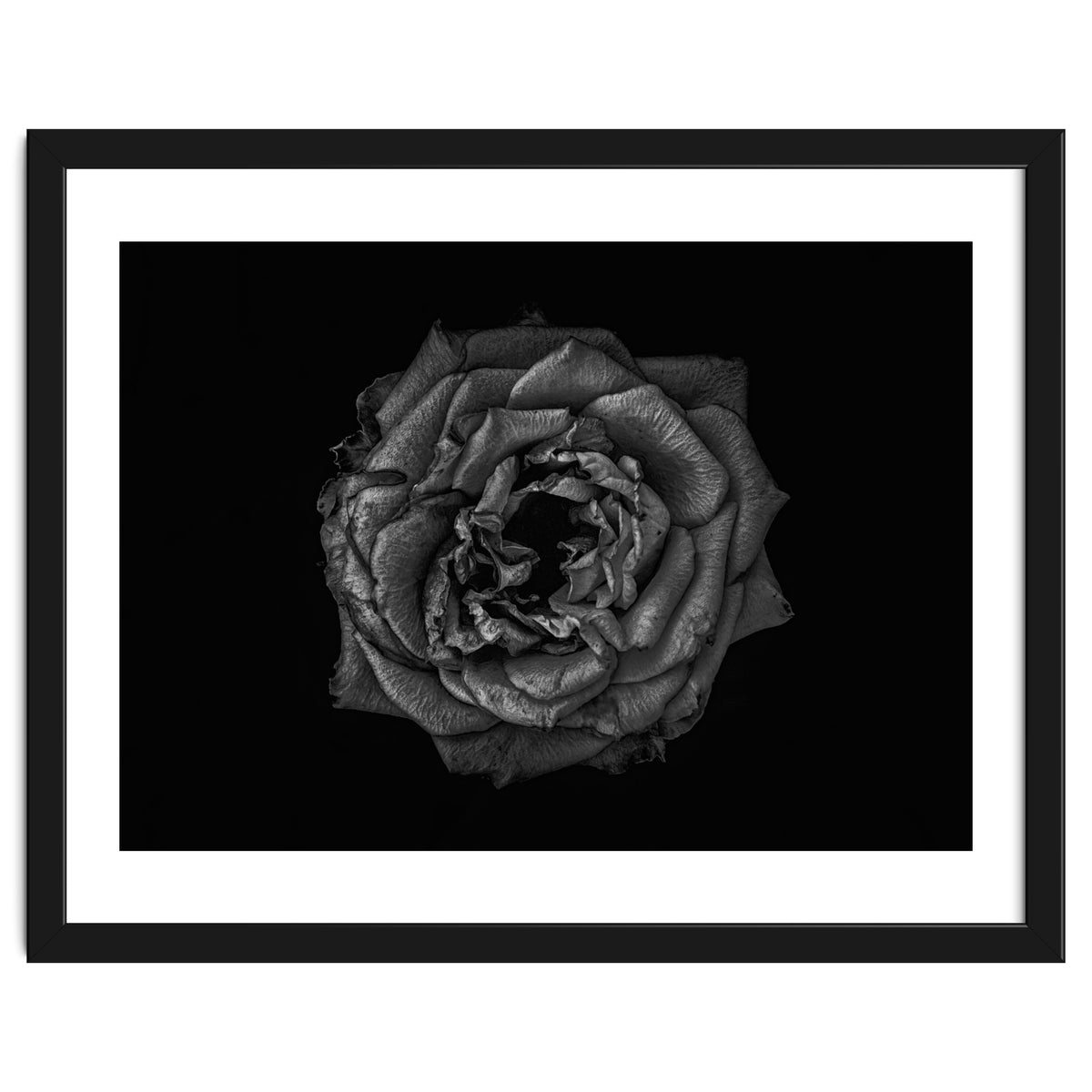 Backyard Flowers In Black And White No 110