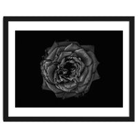 Backyard Flowers In Black And White No 110