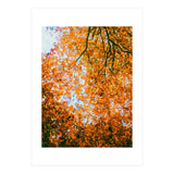 Autumn Leaves (Print Only) thumbnail