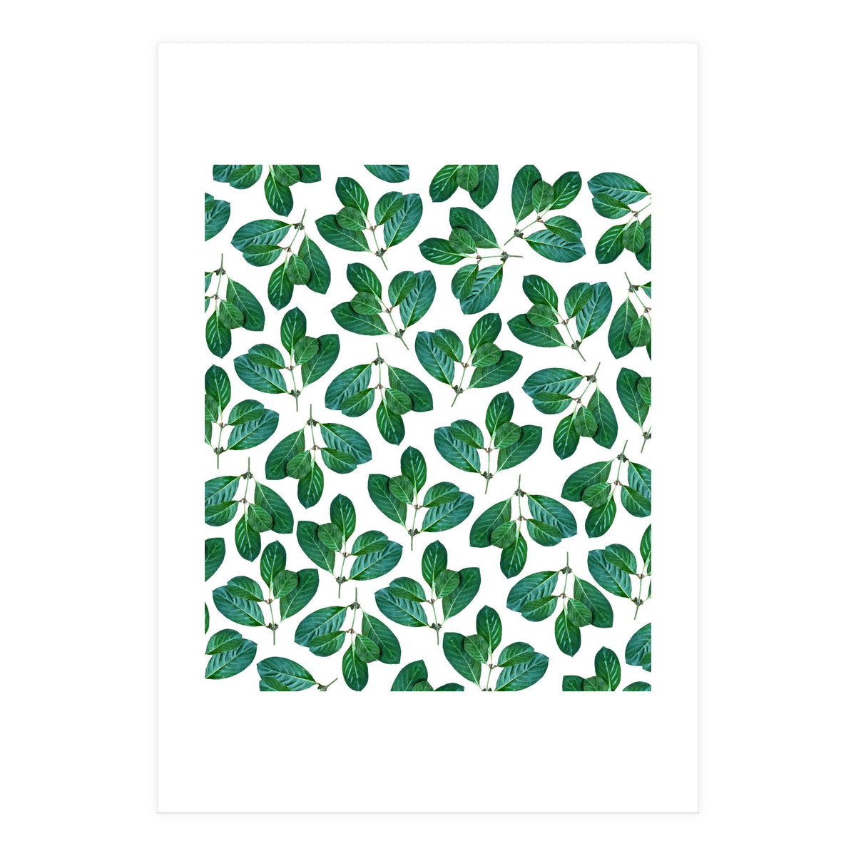 Lemon Leaf (Print Only)