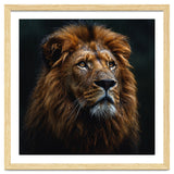 Majestic Lion Portrait In Gentle Rain thumbnail