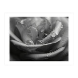 Ethereal Monochromatic Rose Petal Macro (Print Only) thumbnail