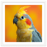 Close Up Cockatiel Parrot With Yellow Crest thumbnail