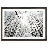 Bare trees in the winter sky thumbnail
