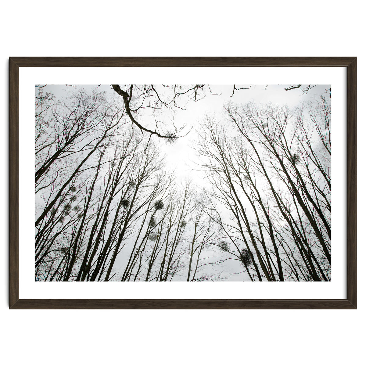 Bare trees in the winter sky