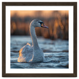 Elegant Swan Gliding On Water At Sunset thumbnail