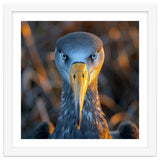 Great Blue Heron Closeup Dramatic Portrait thumbnail